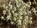 felty germander